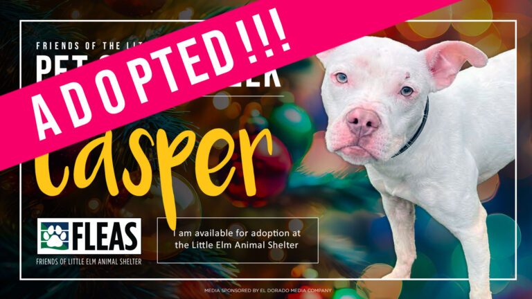 adopted-casper