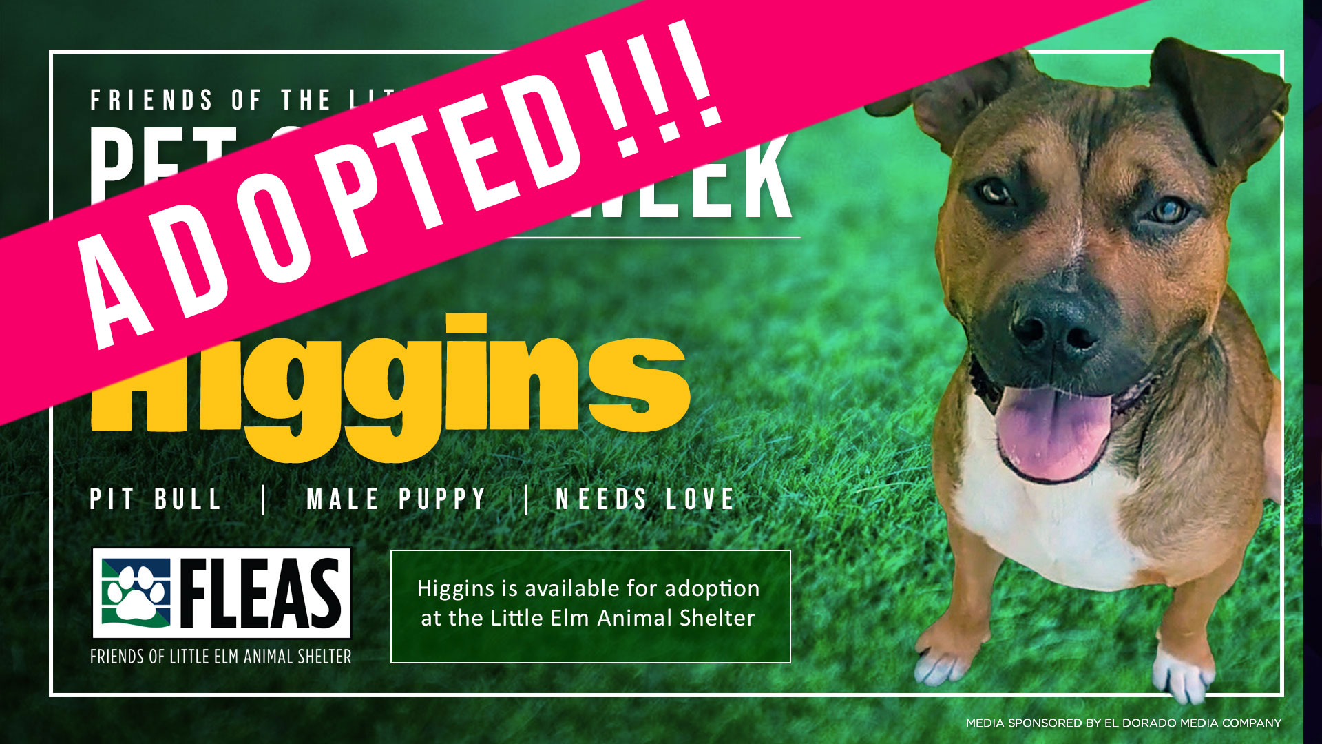 meet-higgins-friends-of-the-little-elm-animal-shelter