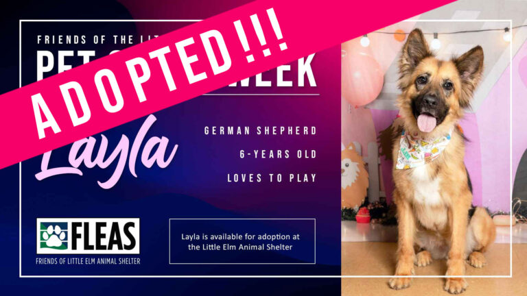 adopted-layla