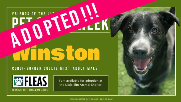 potw-screen-winston-adopted