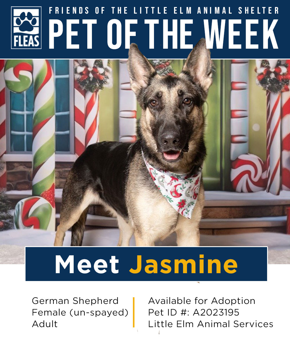 Meet Jasmine! Friends of the Little Elm Animal Shelter