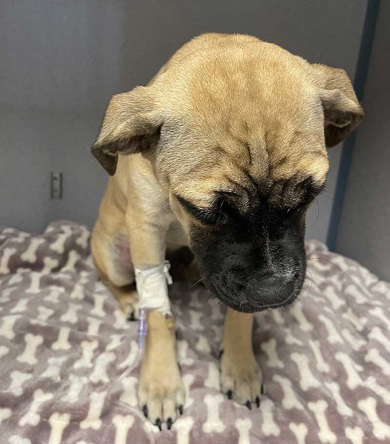 Sad pug/pitbull puppy looking down with an IV in his leg