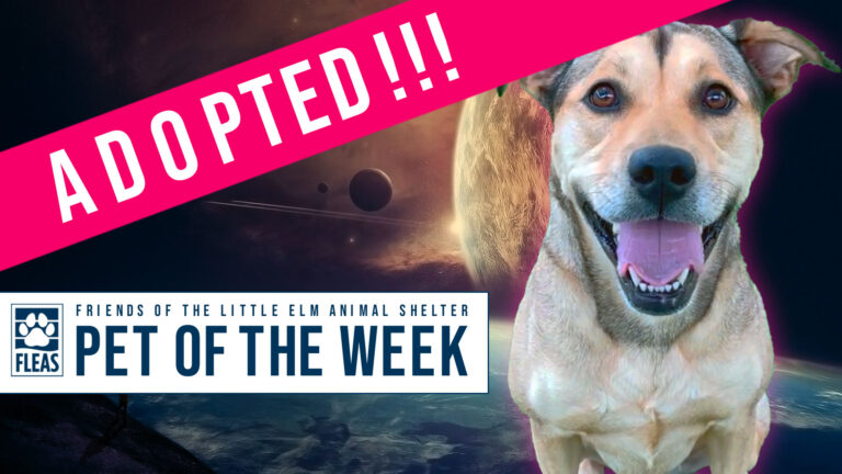 2024-potw-screen-adopted