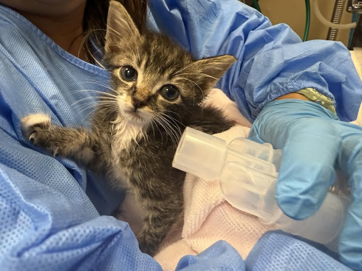Young gray tabby kitten with a white chest receiving a breathing treatment