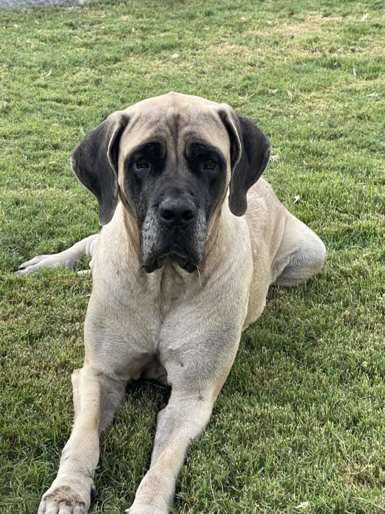 Tan and black English mastiff lying in the grass.