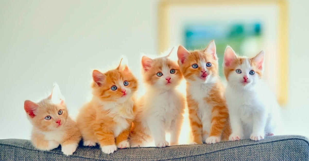 Five orange and white kittens with bright blue eyes on the back of a couch