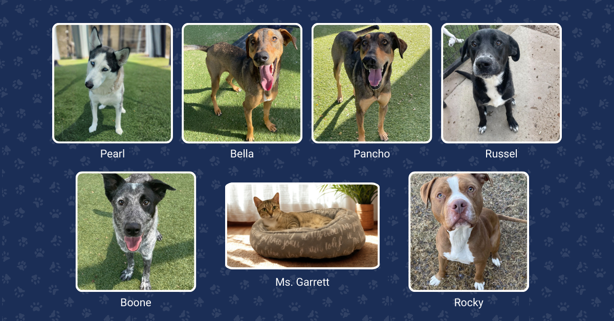 Recently adopted former pets of the week: Pearl, Bella, Pancho, Russel, Boone, Ms. Garrett and Rocky