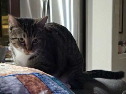 Adult gray tabby with a white chest lying on the back of a couch