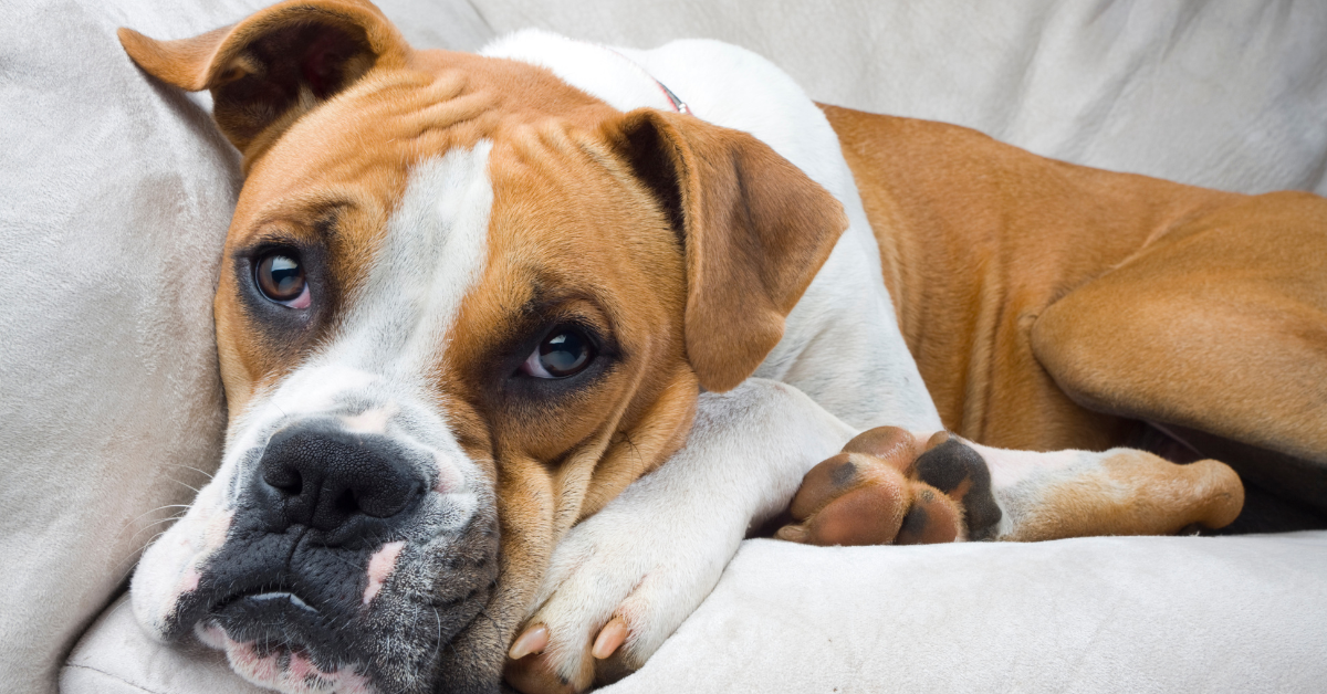 Brown and white boxer lounging on couch