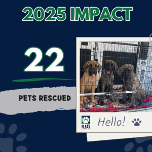 Infographic showing 22 pets rescued in 2025, including a picture of three mastiff puppies