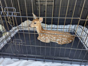 Young spotted deer in a kennel ready for transport to a rehabilitation center