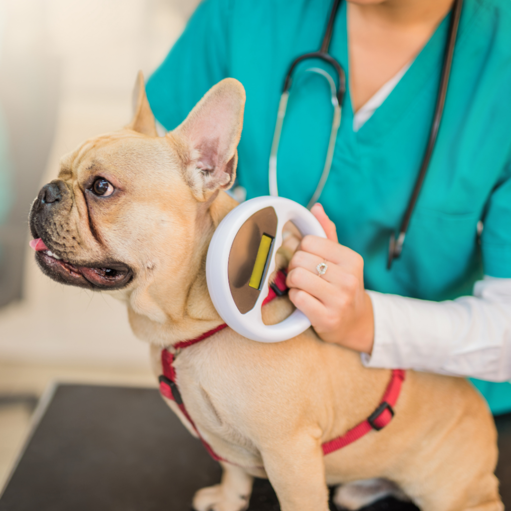 Veterinarian scanning a small tan dog for a microchip