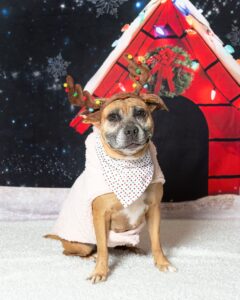 Tan and white pit bull wearing a dress and antlers posed in front of a holiday backdrop