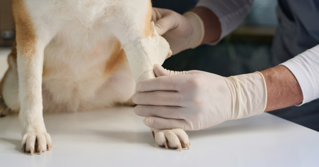 Dog having bandage applied to injured leg