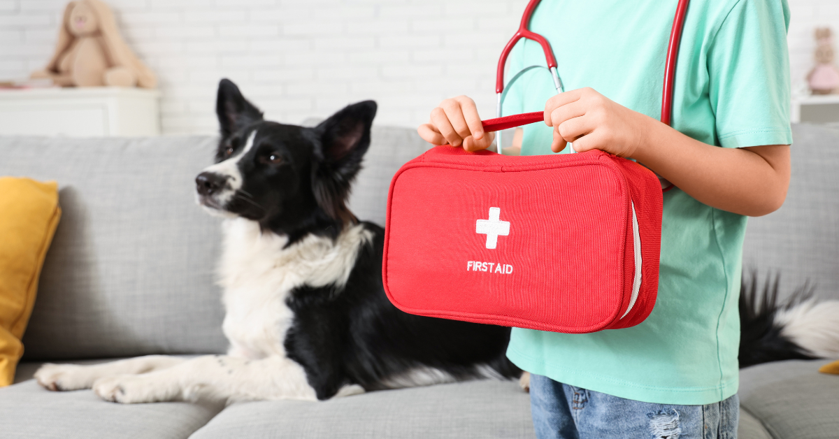 Person holding a first aid kit with a black and white border collie in the background on a couch