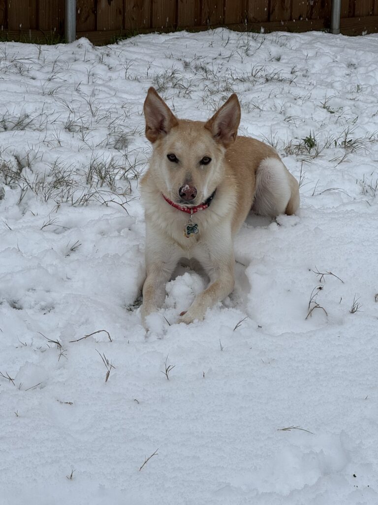 Beige dog (Dutch) with perky ears lying in the snow.