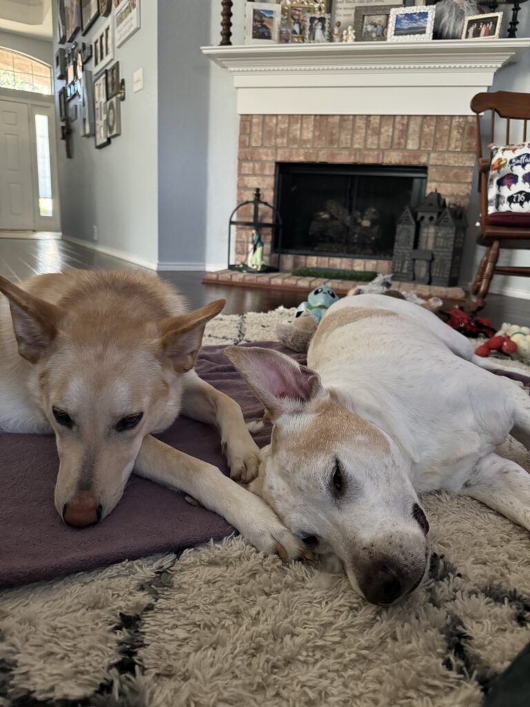 Dutch lying on a rug with his doggie brother, Brodi