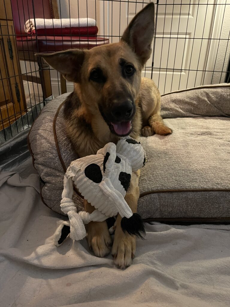 Elda post-surgery recovering at her foster home, alert, happy and holding her toy