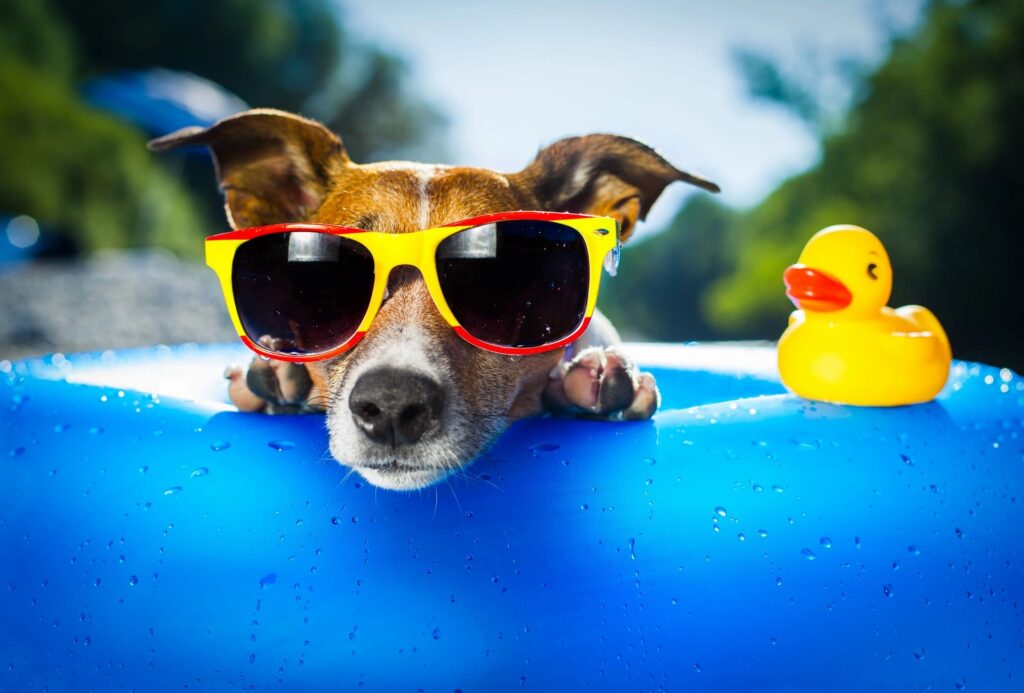 Small dog relaxing in a pool float and wearing sunglasses