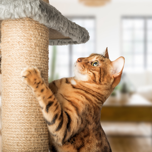 Bengal cat scratching on a scratching post