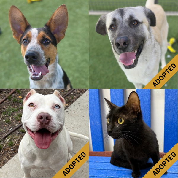 Collage of three dogs and one cat