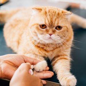 Orange tabby cat calmly getting nails trimmed