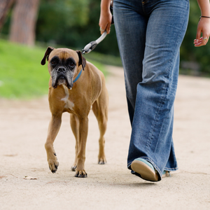 Dog calmly walking beside a person