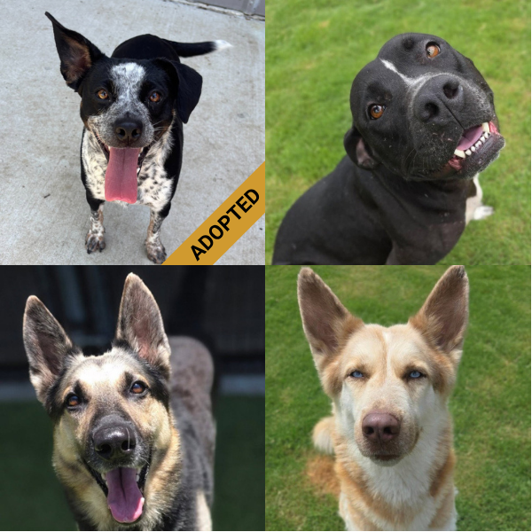 Four dogs: Sprinkles (adopted), Vera, Stewart, and Hufflepuff