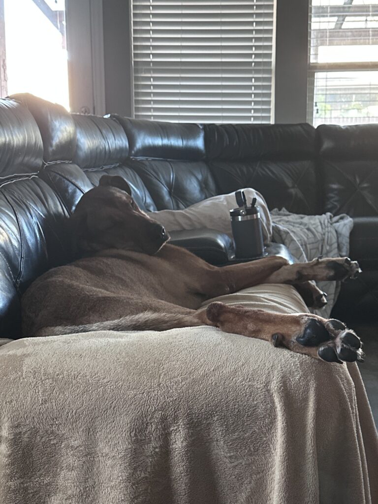 Rudolph on couch
