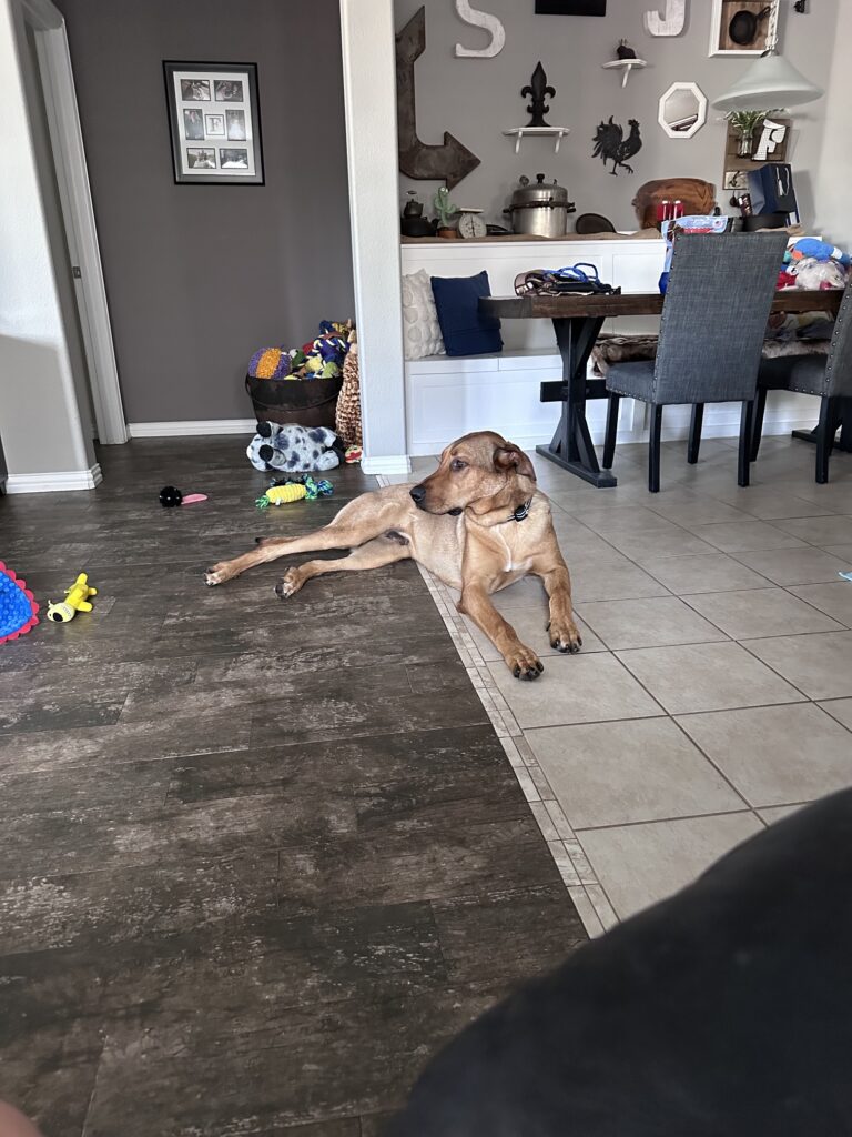 Rudolph on floor