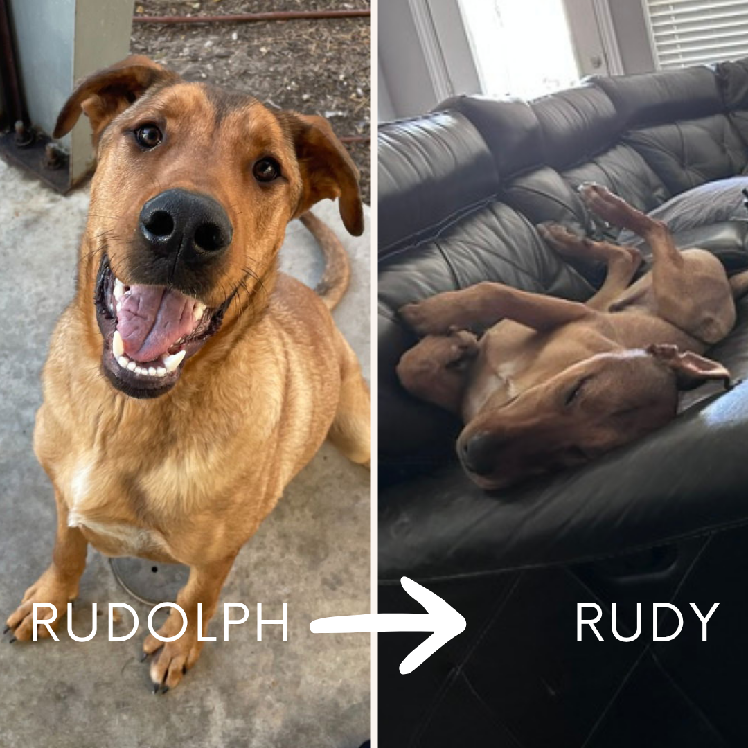 Before and after picture with Rudolph at the shelter then as Rudy at home on the couch