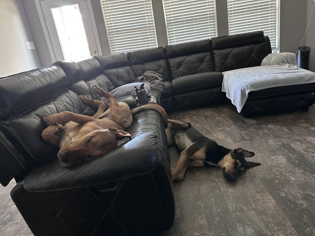 Taco and Rudolph comfy