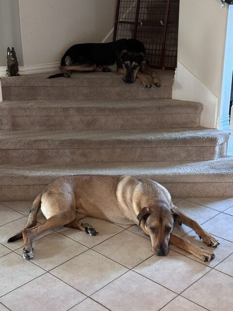 Taco and Rudolph on stairs