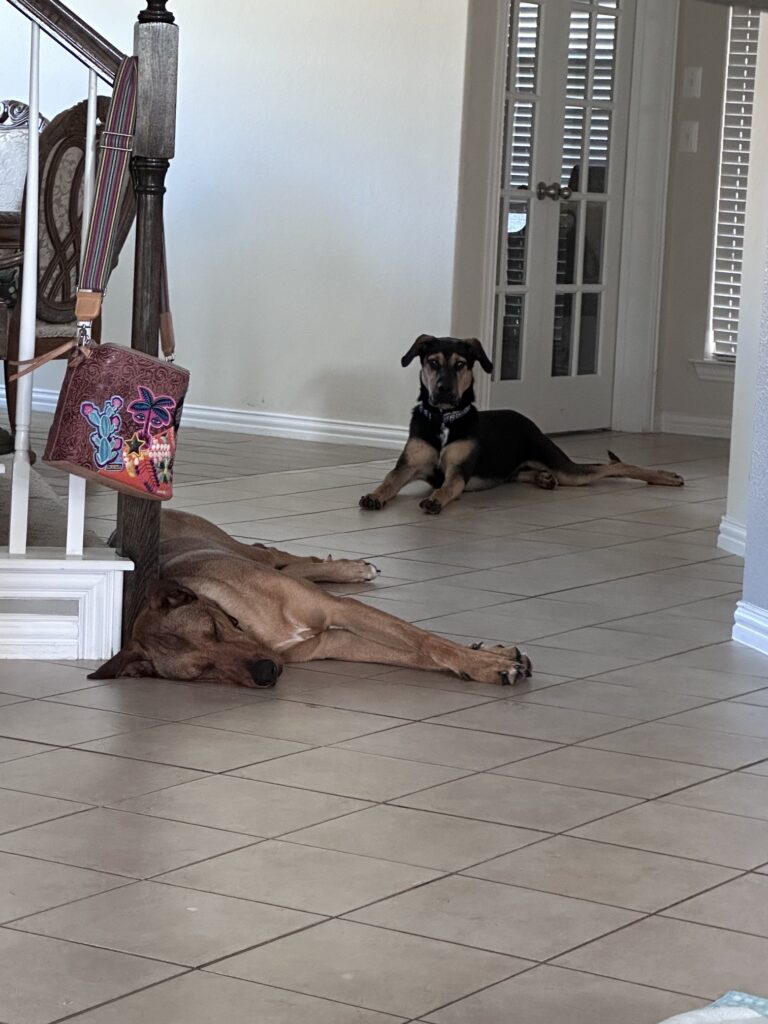 Taco and Rudolph tile