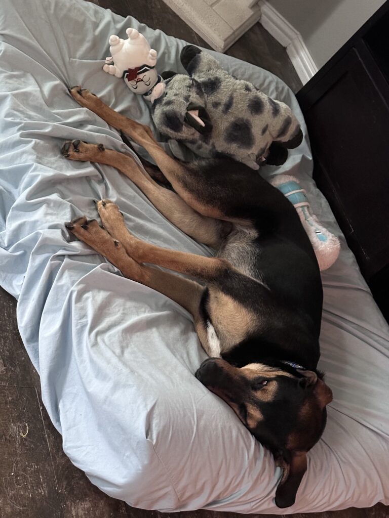 Taco on bed 2