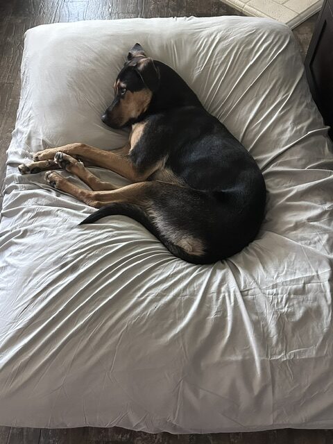 Taco on bed 3