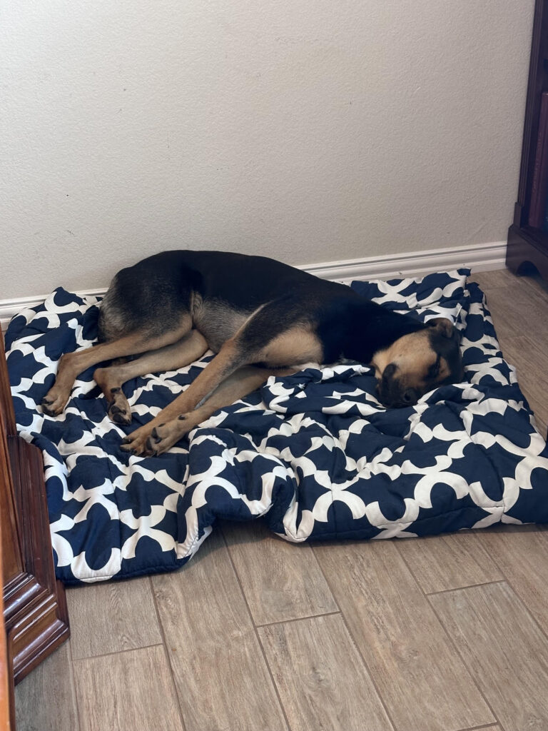 Taco on bed