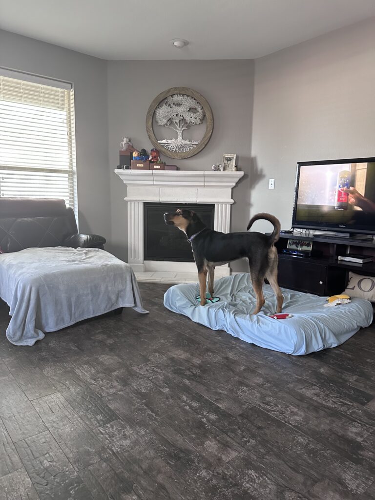 Taco standing on bed