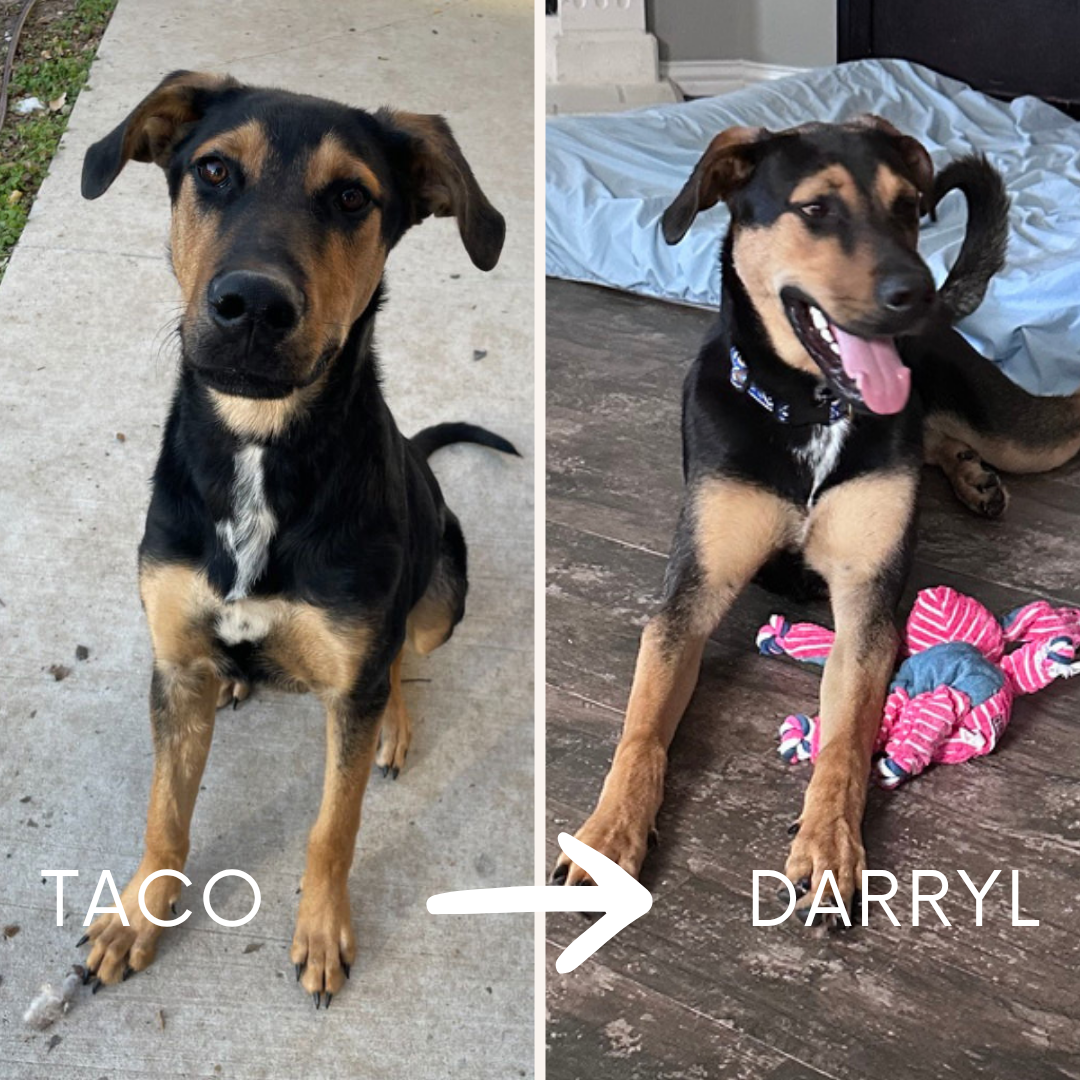 Before and after picture with Taco at the shelter then as Rudy at home with a toy