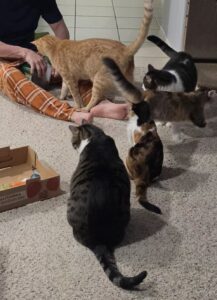 All5Cats