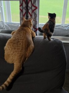 Large orange cat and small calico kitten perched on the back of a couch looking out a window