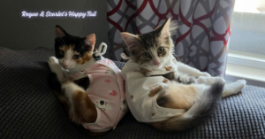 Two small calico kittens wearing onesies cuddled on the back of a gray couch