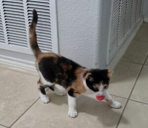 Rogue with Ball