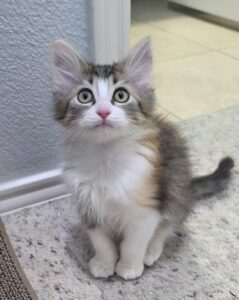 Scarlet