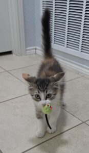Scarlet with Mouse