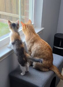 Small calico kitten and large orange cat sitting on a box looking out a window