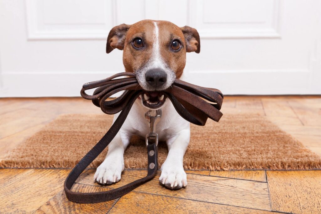 Small brown and white dog lying on a door mat holding a brown leash in its mouth
