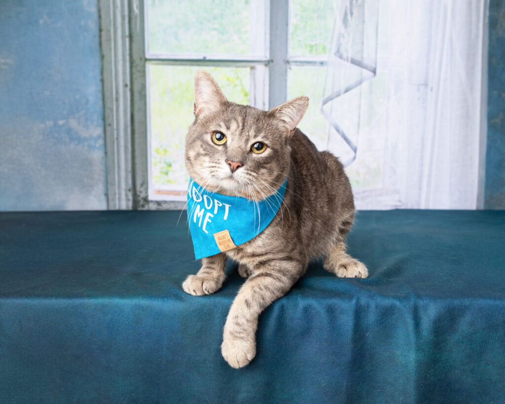 Gray tabby wearing a blue "Adopt Me" bandana posing on a dark blue drape.